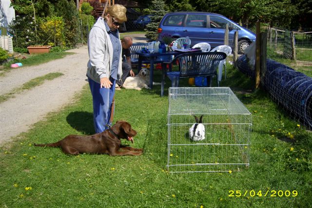Hund (und Mensch) lernt BLEIB unter Ablenkung (von Hannes)