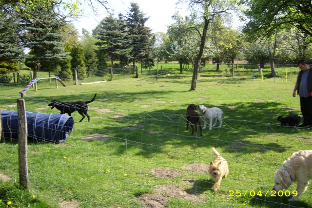 Junghundgruppe Freispiel