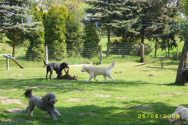 Junghundgruppe  Freispiel